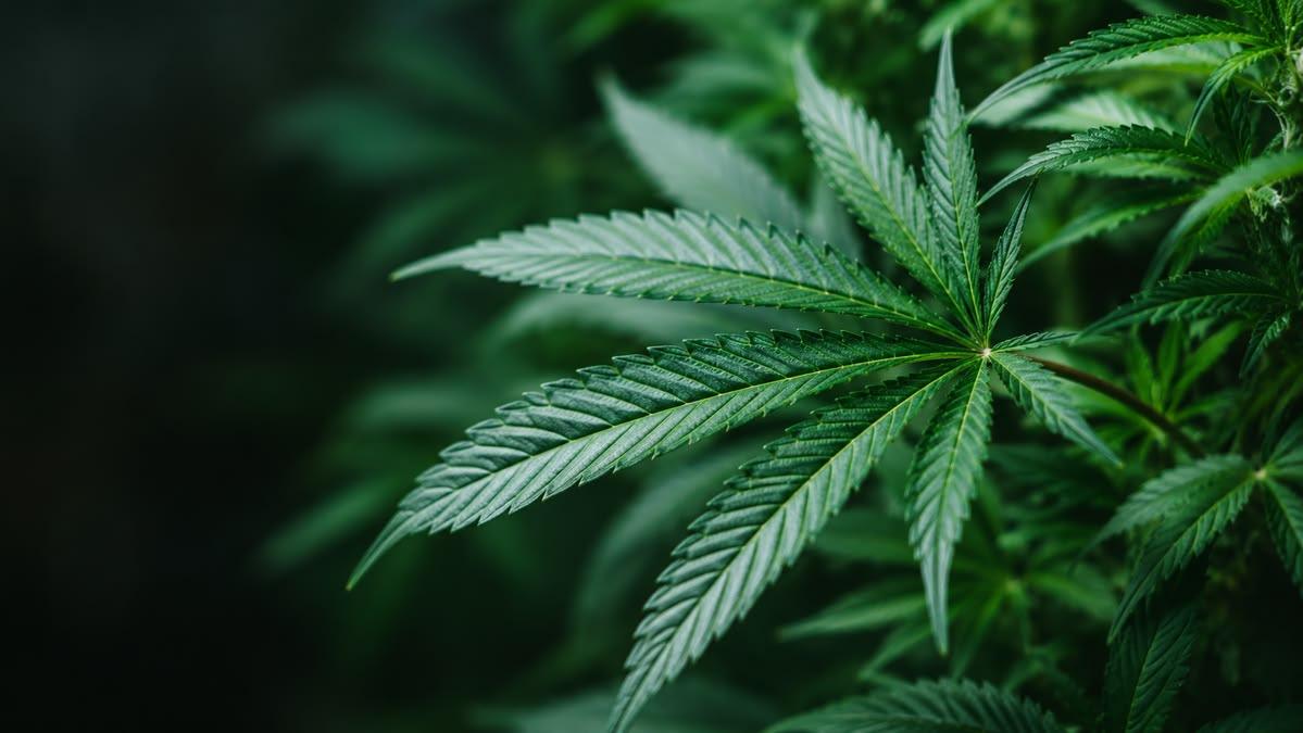 OMMA compliance workflow on cannabis POS software at an Oklahoma dispensary